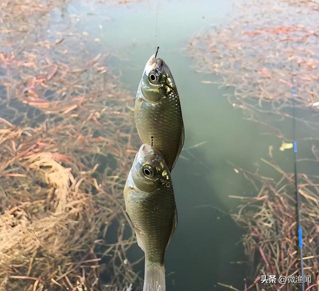 廊坊釣魚(yú)網(wǎng)最新魚(yú)訊，探索魚(yú)類(lèi)的奧秘與釣魚(yú)的樂(lè)趣